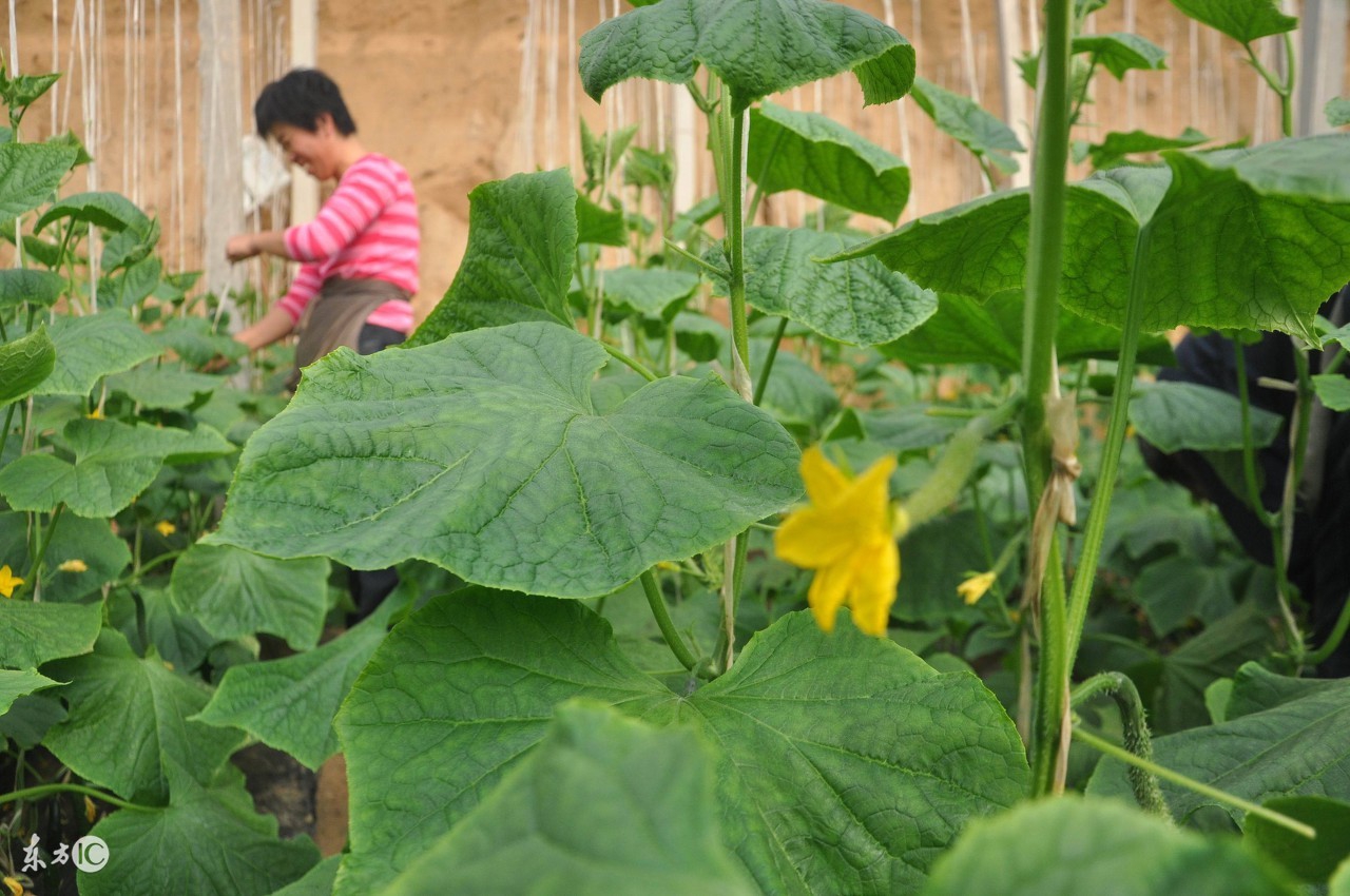 大棚黄瓜土壤盐害怎么解决,黄瓜氨气害最佳治疗方法