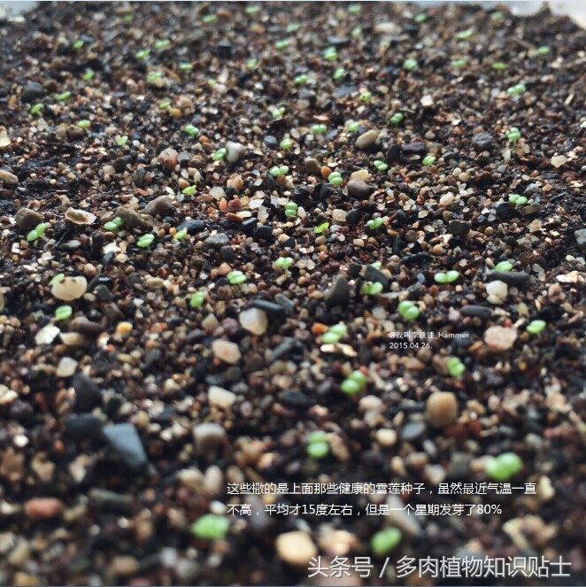 多肉种子有假的吗,多肉种子鉴别