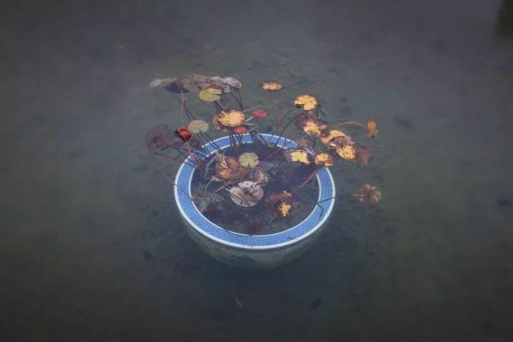 你越黄，我越喜欢！凛冬将至，这是最后一波西太湖的秋景