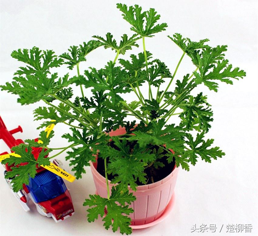 蚊净香草驱蚊效果好吗,蚊净香草驱蚊