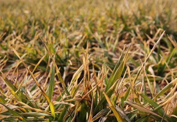 小麦苗弱苗黄如何补救,小麦黄苗死苗什么原因怎么补救