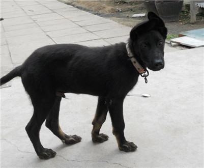 黑狼犬怎么样训练,黑狼犬训练的正确方法