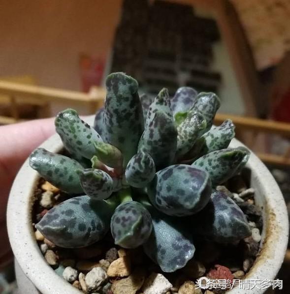 水泡系列的多肉品种大全,一见钟情情有独钟