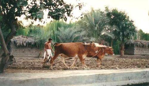 明星都去打卡的古镇,明星埃及旅游综艺