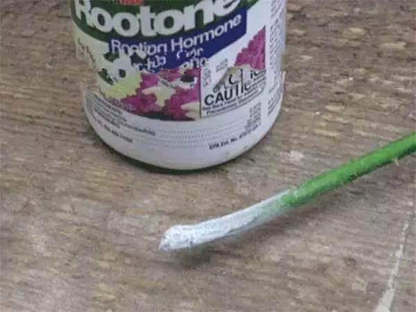 小瓶子手工制作小东西养花,省钱10大养花神器1个塑料瓶做出来