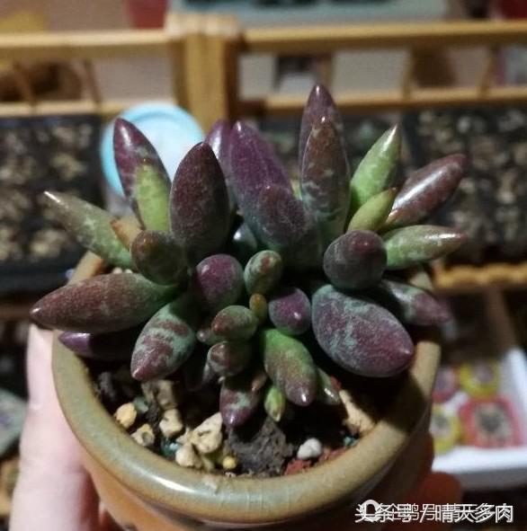 水泡系列的多肉品种大全,一见钟情情有独钟