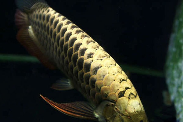 换季龙鱼状态不好怎么调理,龙鱼身上起水泡怎么处理