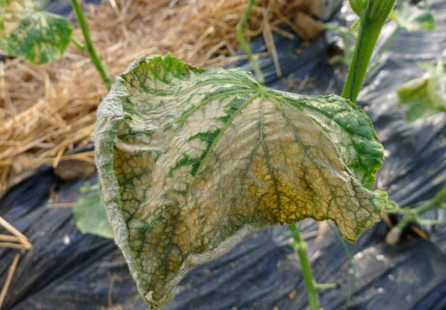 大棚黄瓜土壤盐害怎么解决,黄瓜氨气害最佳治疗方法