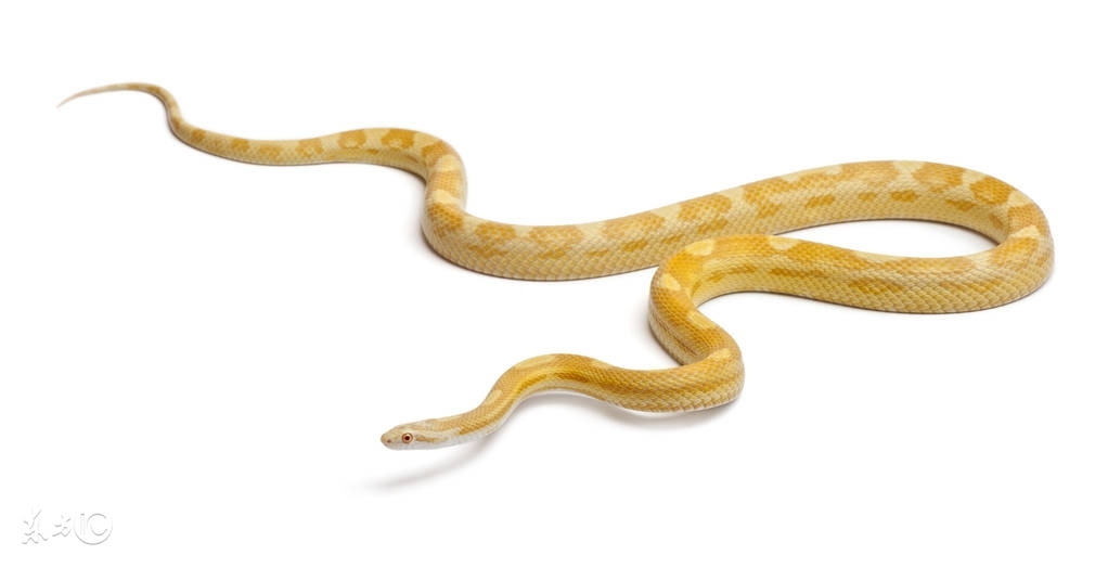 2019年生肖蛇运势大全,2019年生肖蛇每月运势大全