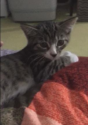 捡到的猫咪要不要归还给原主子,捡到一只流浪猫要注意事项