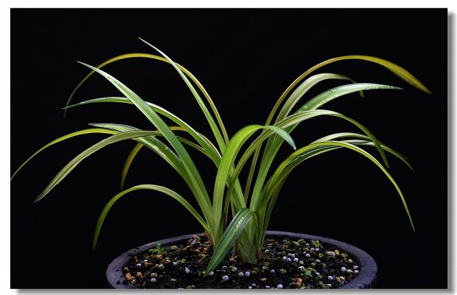 常见的药用兰花图片,路边很常见兰花图片