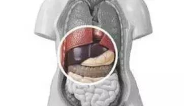 丙肝三十年不治会怎么样,为什么丙肝三十年也没事