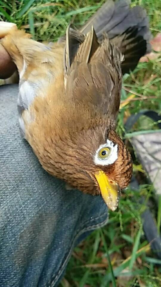 画眉鸟训练方向,画眉鸟怎么调整斗性