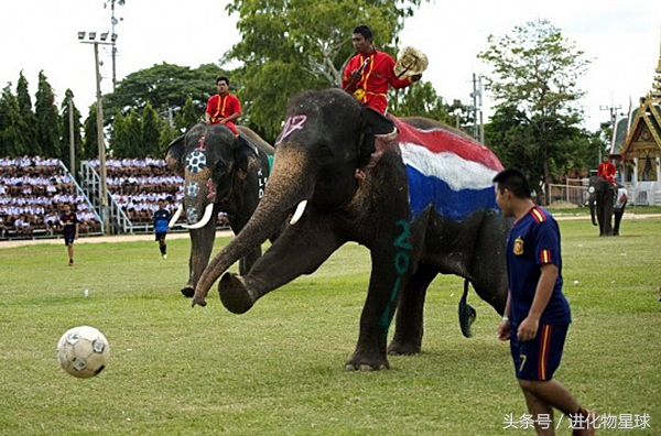 球赛频繁丢球斗殴，观众却喝彩，原来球员都是可爱动物
