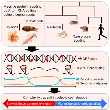 蔑视中心法则的章鱼,章鱼哥智商逆天