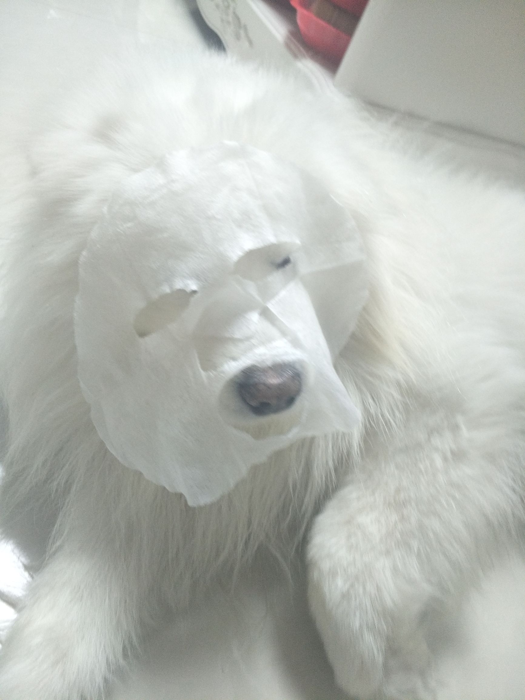 面膜贴过了舍不得扔？没关系，别浪费赏给家里的狗子吧！