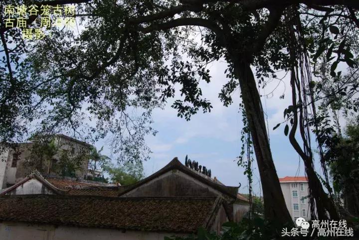 高州南塘镇谷篢,高州市南塘谷篢村