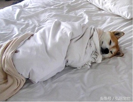 狗狗喜欢睡床,狗狗喜欢睡床边什么意思