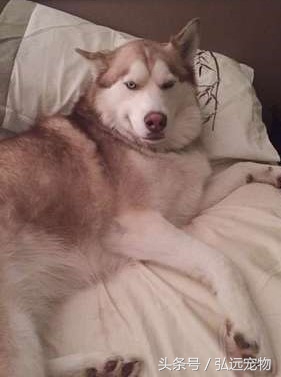 狗狗喜欢睡床的理由是这样的。。。
