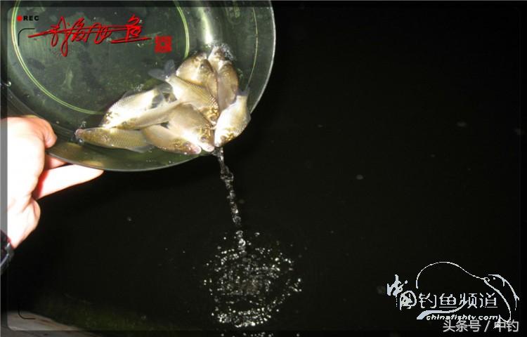 蝙蝠老是来屋里怎么赶走,蝙蝠来屋里怎么办