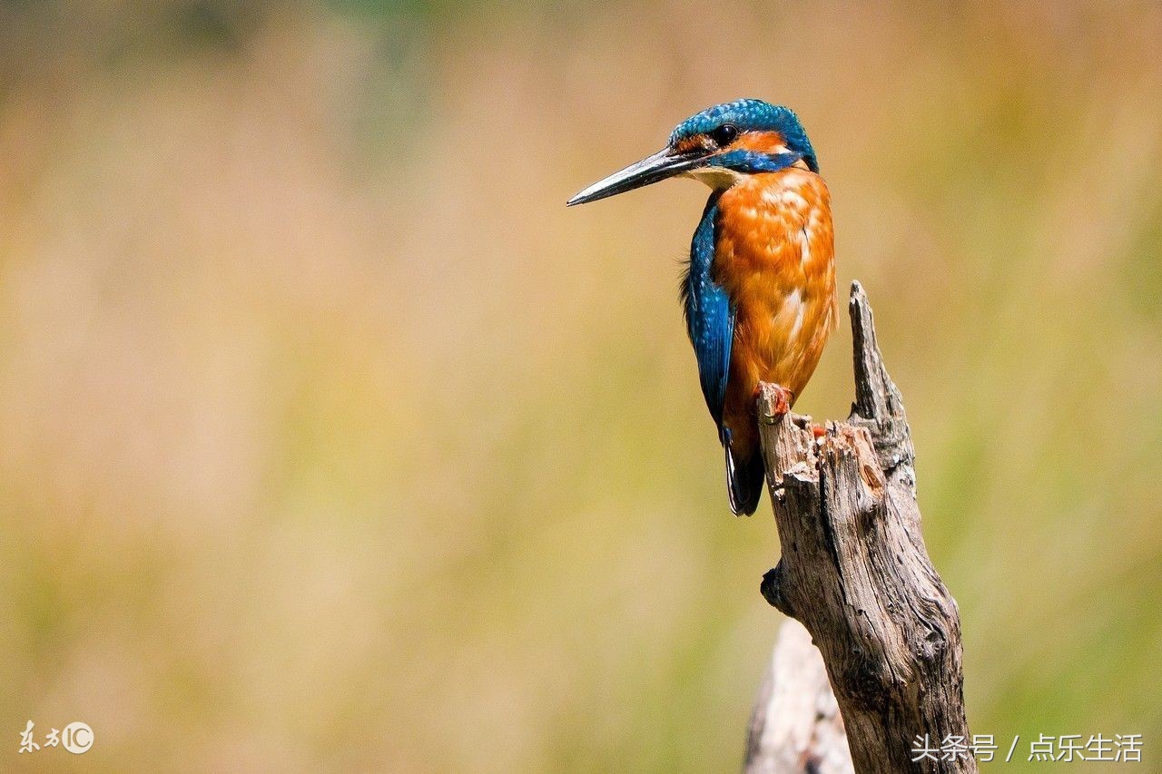 人生5福,人生5福是什么