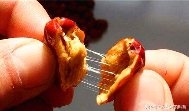 2022乐陵金丝小枣节是几月几号,2024年乐陵金丝小枣多少钱一斤