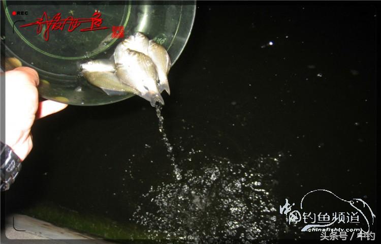 蝙蝠老是来屋里怎么赶走,蝙蝠来屋里怎么办