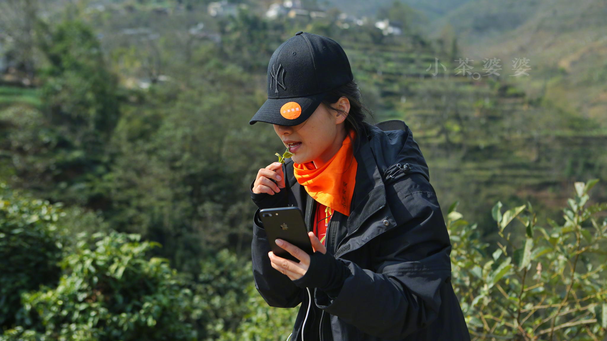 普洱茶品种口感小口诀,普洱茶细品