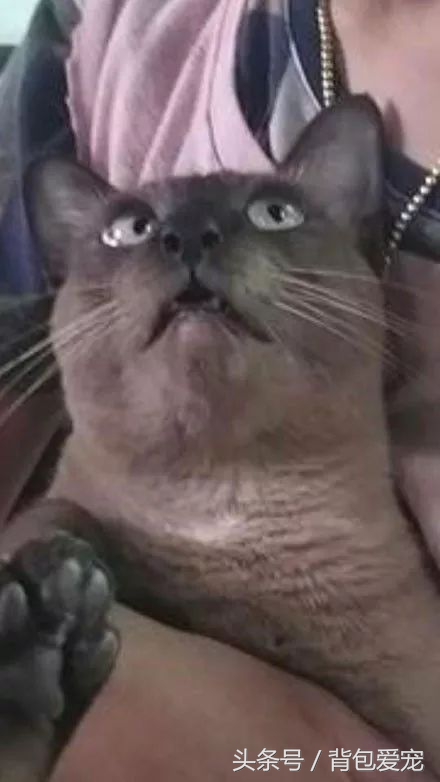 狗与面膜不可兼得，看到主人敷面膜...汪星人夺门而逃！