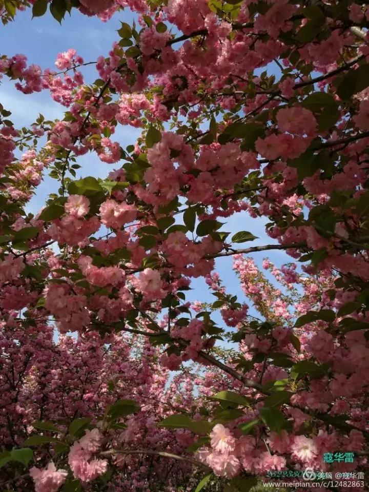 中国天然氧吧为什么是永寿,永寿槐林氧吧