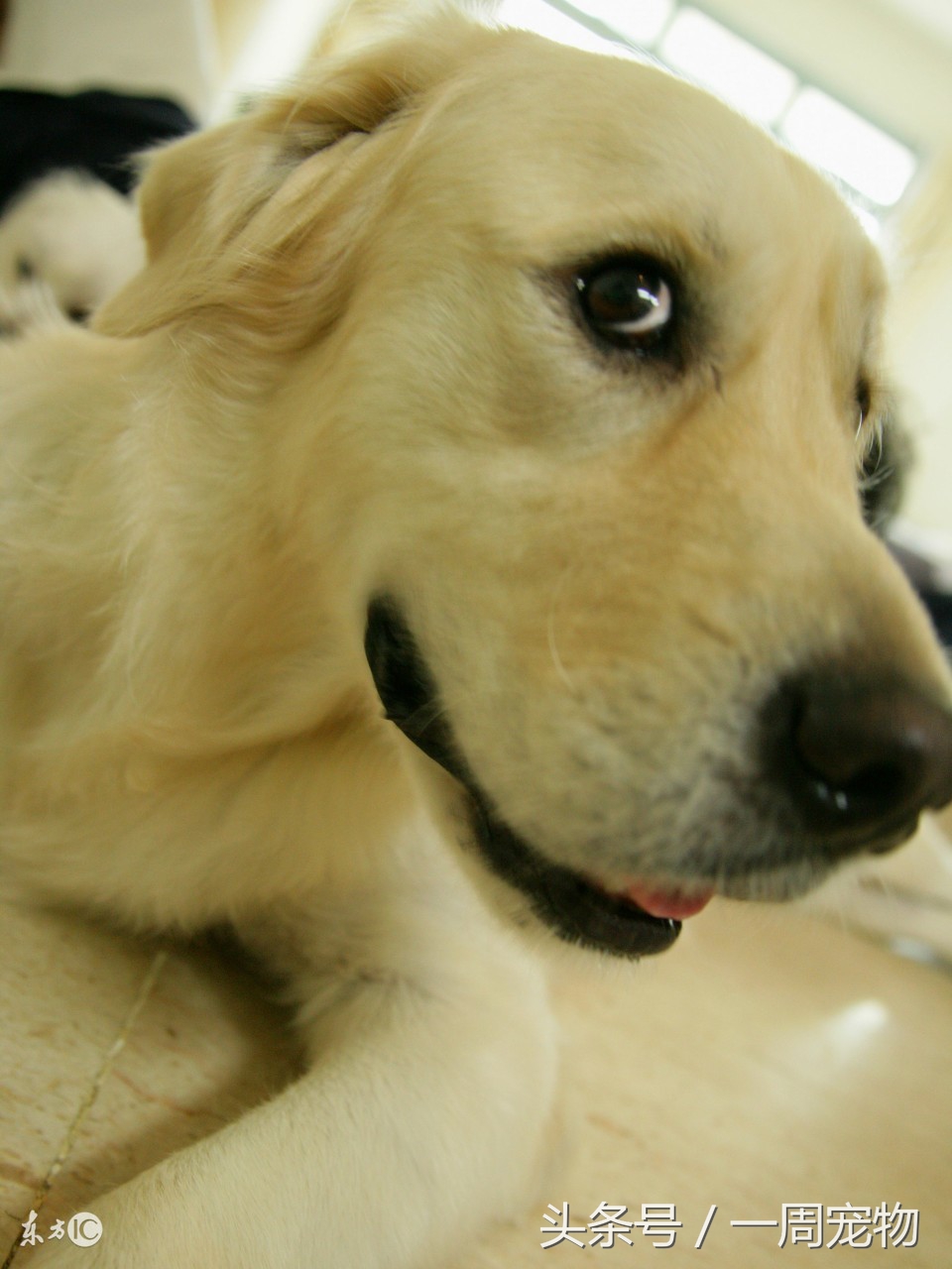 怎么预防拉布拉多耳炎,拉布拉多感冒吃板蓝根行吗