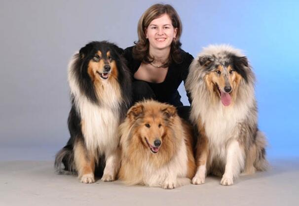 犬类百科德国牧羊犬,犬种百科之安纳托利亚牧羊犬