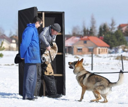 罗威纳犬和捷克狼犬哪种好,世界上最昂贵的狗品种