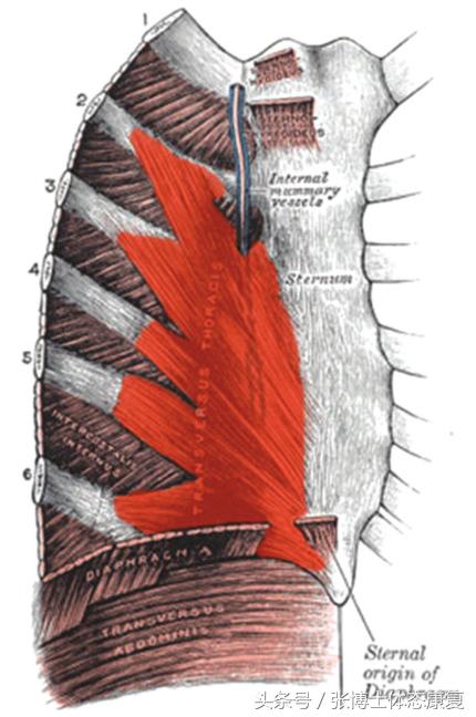 吹气球脊柱侧弯康复,吹气球减腰椎视频