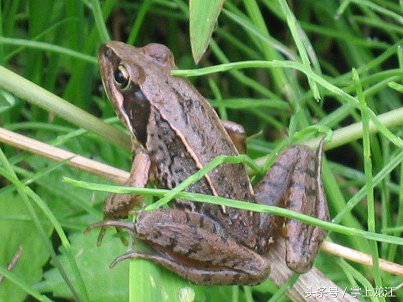 村妇救助八路军伤员,村妇好心救助受伤鬼子