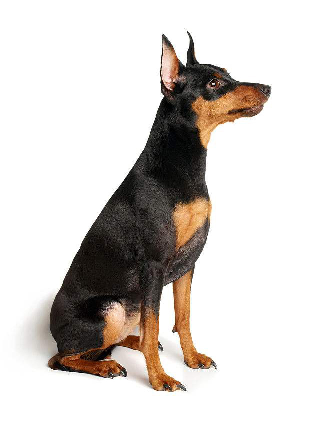 深度解析真假美猴王,如来为什么一眼分辨出真假美猴王