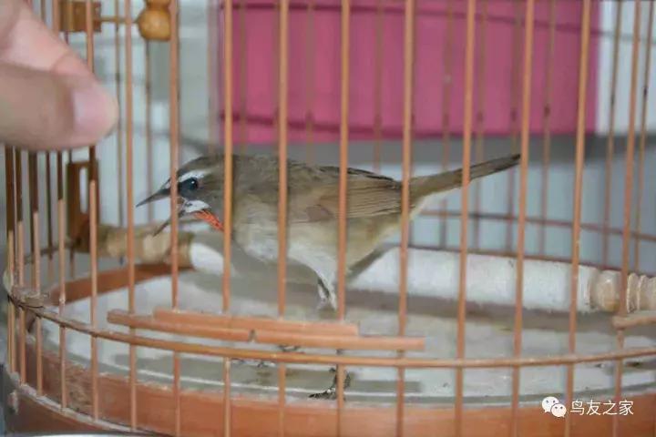 闲聊养鱼技巧大全,闲聊冬季野钓