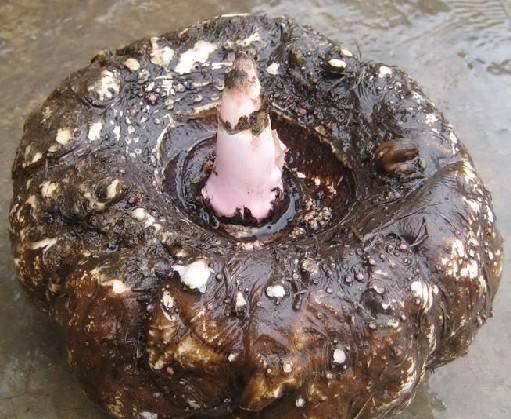 千年植物魔力魔芋为何如此神奇,什么叫魔芋魔芋是怎样的