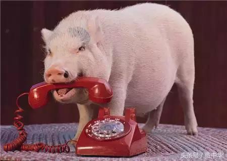 治猪病的草药,什么药能治猪的百病