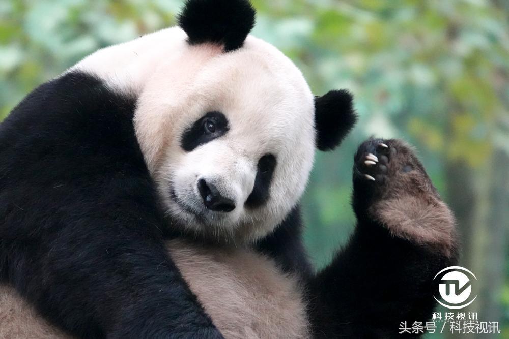 索尼黑卡一镜走天下哪个强,索尼黑卡rx10iv相机怎么样