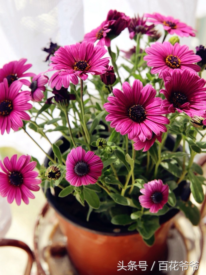 吸甲醛的盆栽植物排行榜,盆栽去甲醛最好的植物