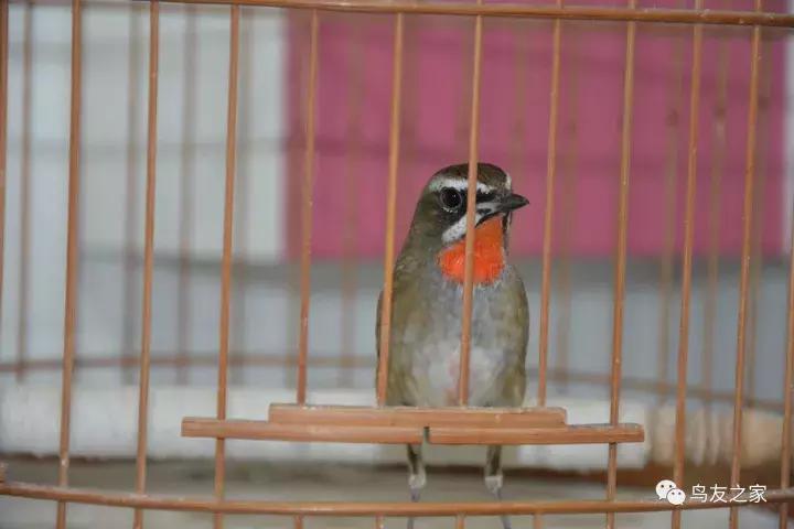 蓝点颏冬季,靛颏冬季饲养管理