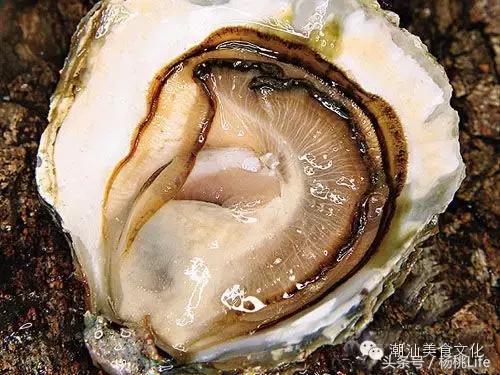 生蚝知识全攻略,蚝门盛宴99块100个生蚝