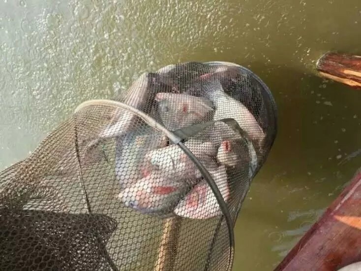 钓鱼人的无助与无奈,钓鱼人的钓鱼生涯