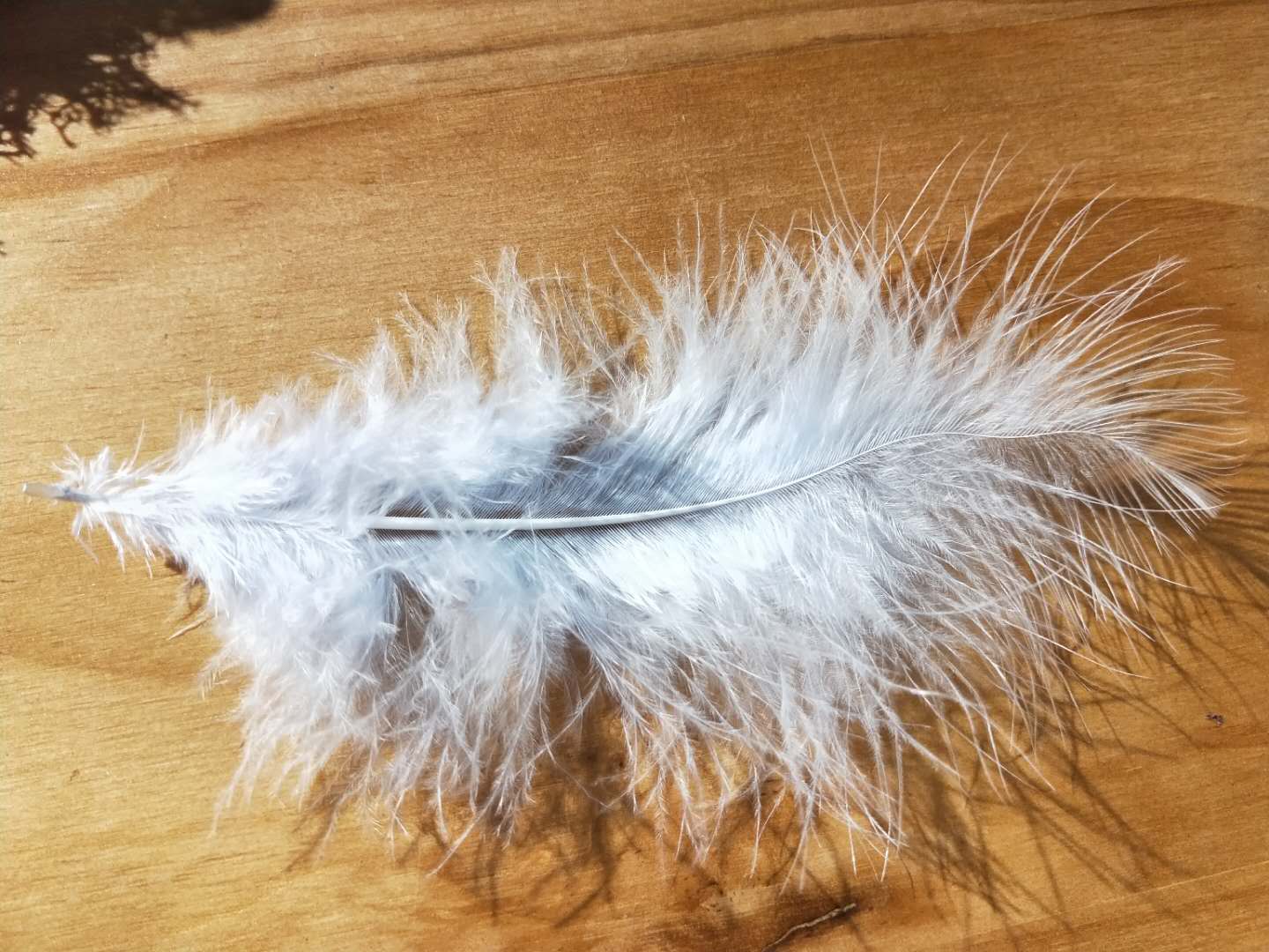 永生花绽放在记忆的长河里,永生花一生守候