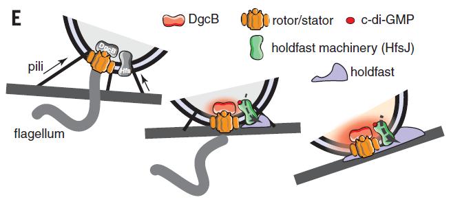 science新冠嗅觉,science细菌多样性