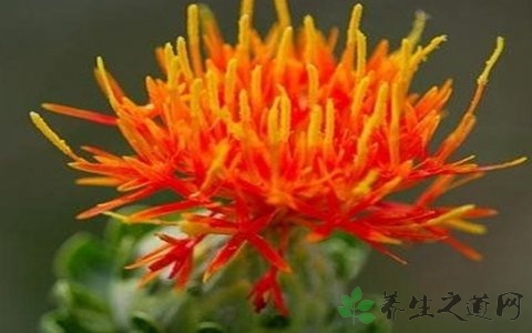 泡脚藏红花放多少,艾草和藏红花泡脚