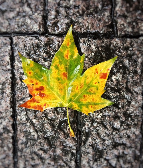 豆瓣日记碎碎念,豆瓣日记完整版