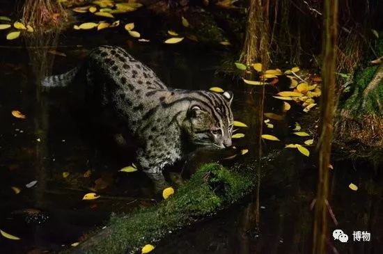 动物园哪家强,动物园排行榜