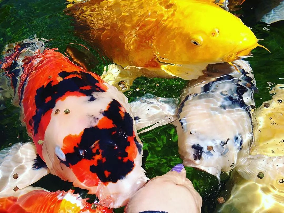 濂介奔椋熸按涓嶆祽,姘村お娓呮緢浜嗗楸煎ソ涓嶅ソ